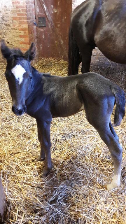 Отель Au Fer A Cheval Gandelain Экстерьер фото